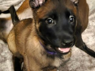 Purebred Belgian Malinois Puppies for Sale